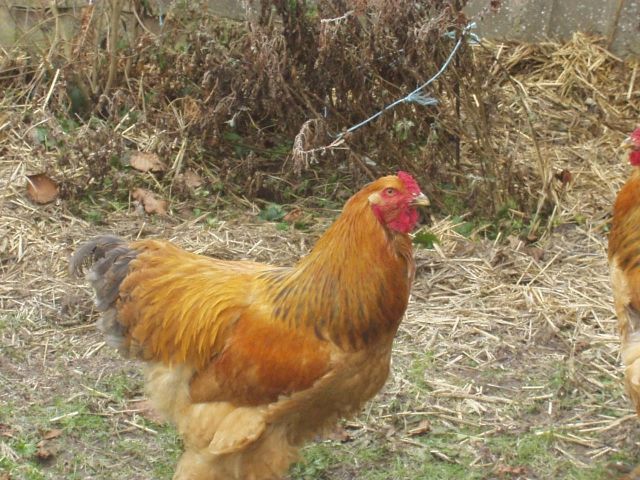 Brahma Hahn gelb schwarz - Sonstige Nutztiere - Plattenburg