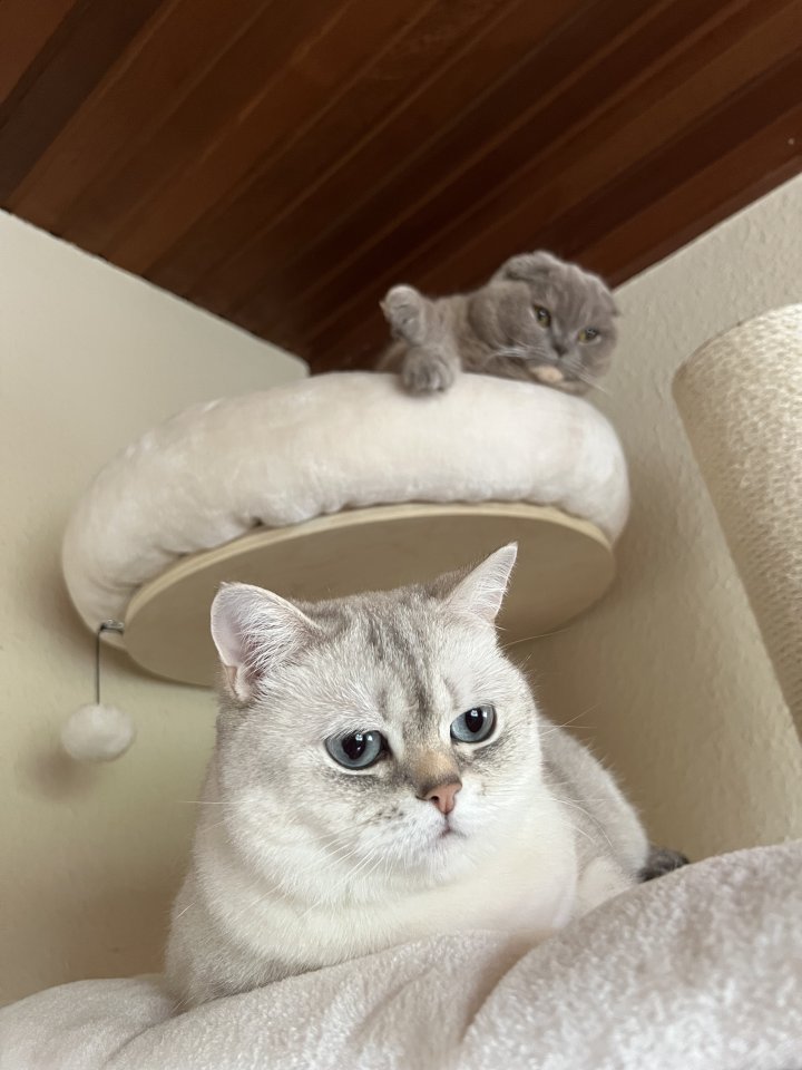 BKH white point und taupe NUR ZUSAMMEN - Katzen - Braunschweig