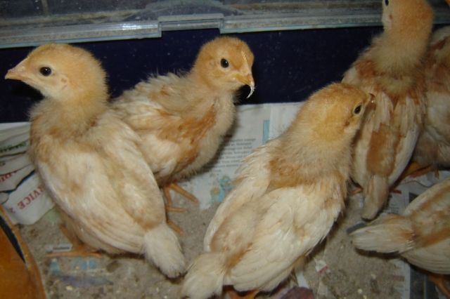 Lege Hühner Küken zu verkaufen! nur weibliche Tiere - Sonstige Nutztiere - Babenhausen