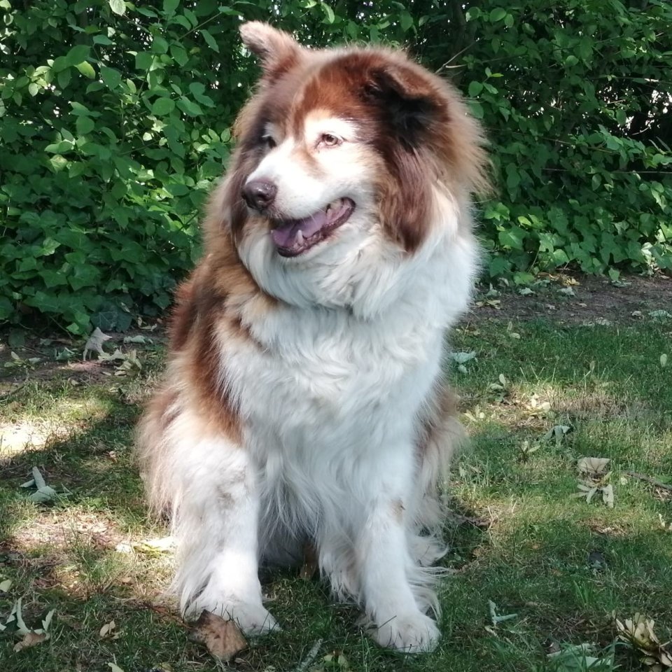Thalia sucht ein Zuhause - Hunde - Krefeld