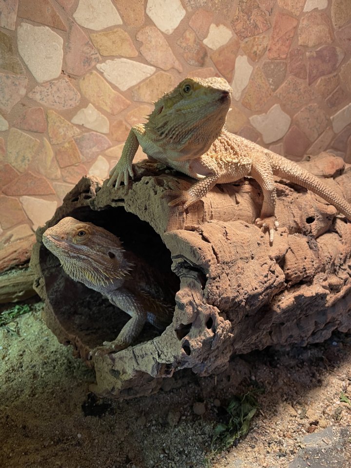 Bartagamen mit Terrarium - Reptilien - Lübben