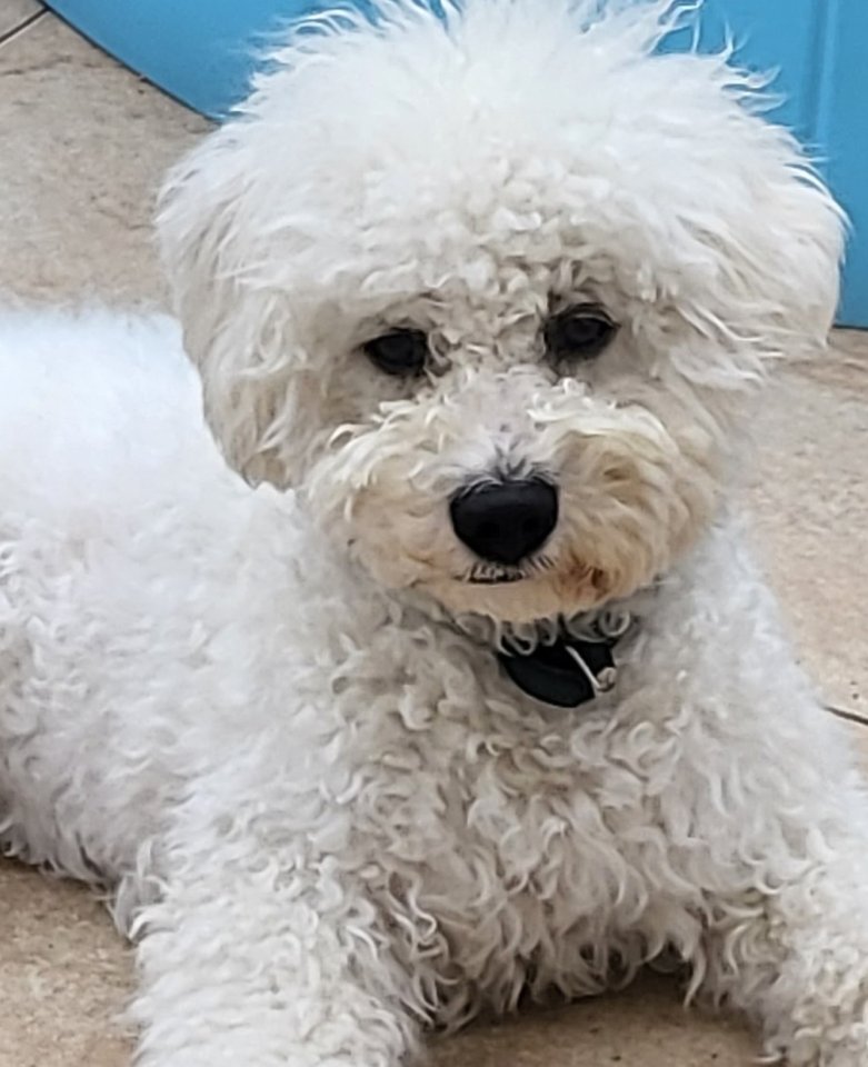 Bichonrüde freut sich auf Damenbesuch - Hunde - Duderstadt