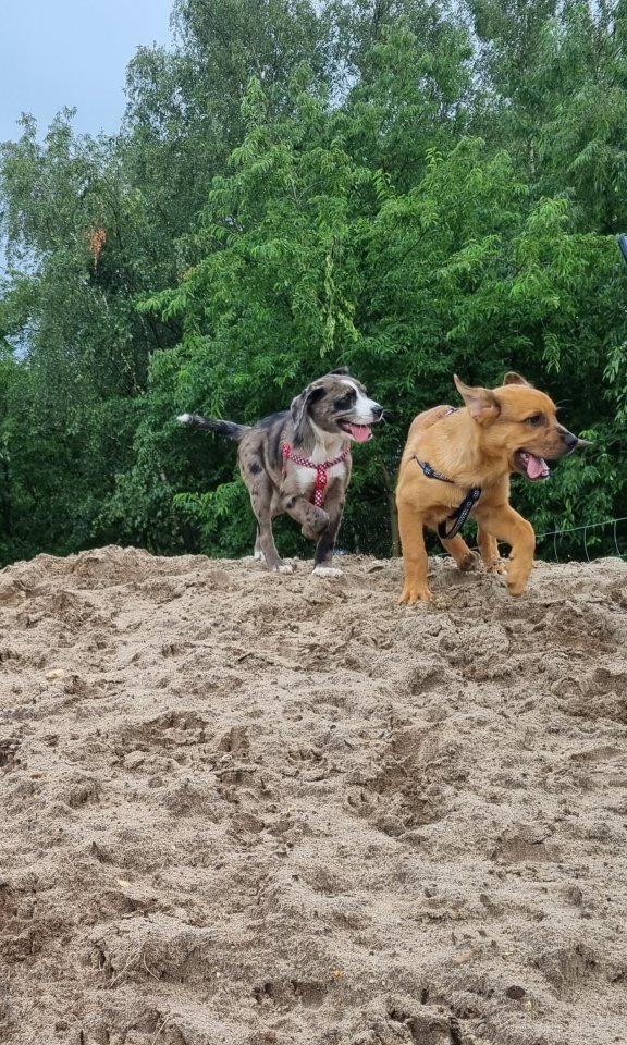 Aussiedor Mix Welpen suchen ab sofort ein zuhause - Hunde - Munster