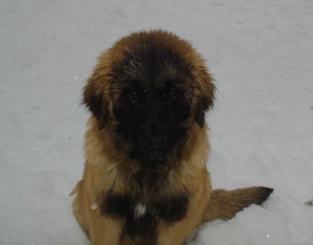 Leonberger - Tiere In Not - polen