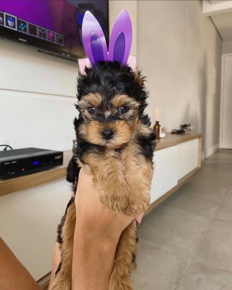 Liebevoller Yorkshire Terrier Steel Blue Welpe - Hunde - Berlin