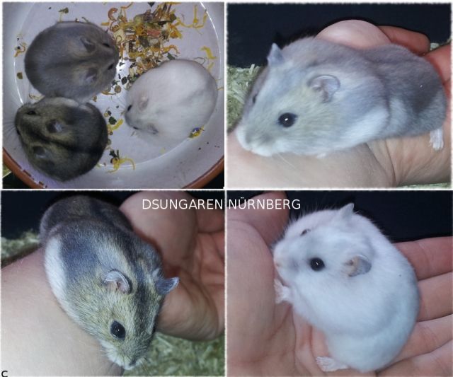 Dsungarischer Zwerghamster   Dsungaren   Dsungarische Hamster - Hamster - Nürnberg