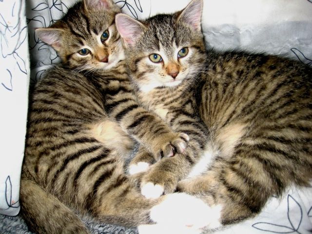 Schmusetieger suchen neues Zuhause! - Katzen - Hohenmölsen