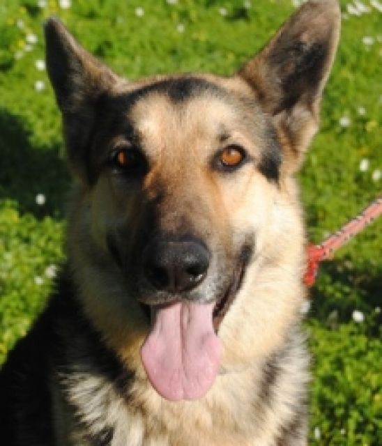 Lamborghini ein angenehmer Zeitgenosse - Hunde - Waldkirch