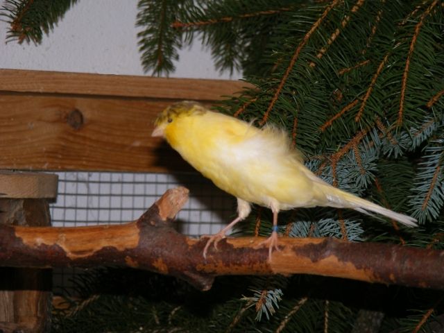 Lancashire Positurkanarien - Voegel - Rosenberg