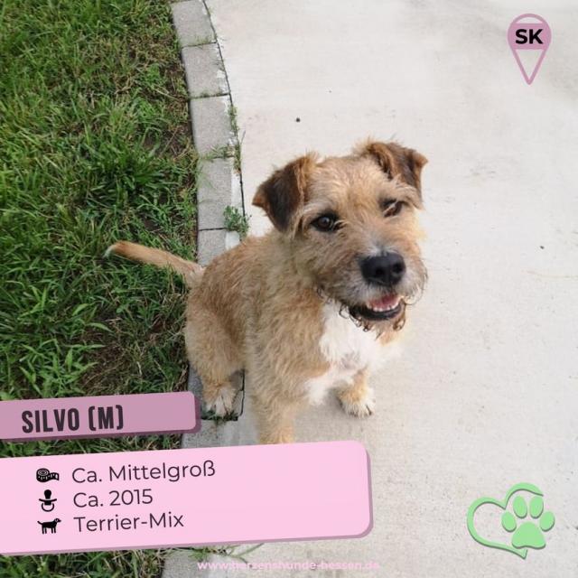 Silvo...freundlich und lieb, geht sehr gerne Spaziergänge - Hunde - Hünfelden