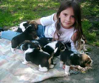 Beaglewelpen - Hunde - Aurich(Westerhol