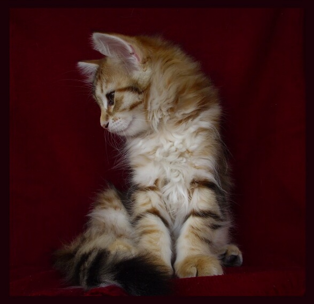 Cattery Amavi*PL - new litter of siberian cats - Katzen - Wroclaw