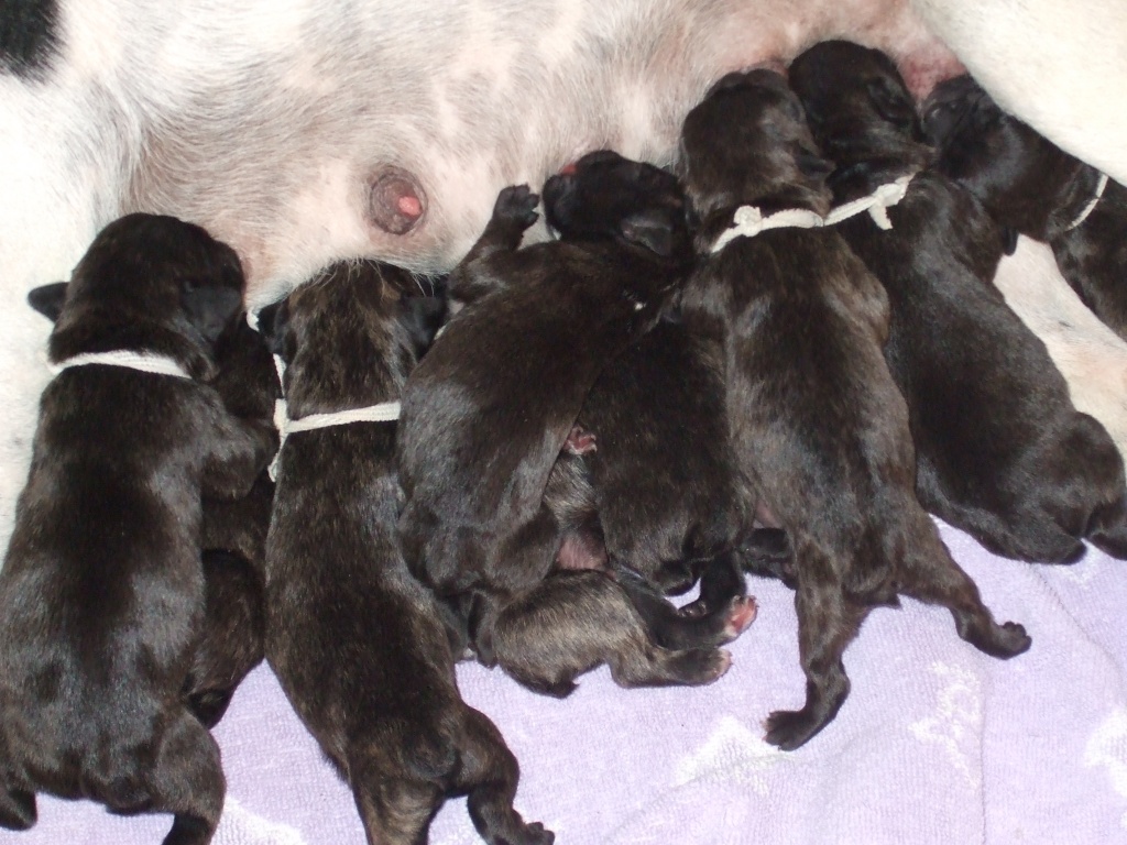 Unser Nachwuchs ist da !!!!!!!!!!!!! - Hunde - Elsdorf