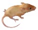 Futtermäuse  Farbmäuse aus kontrollierter Satinmaus-Hobbyzucht - Reptilien - Hamburg