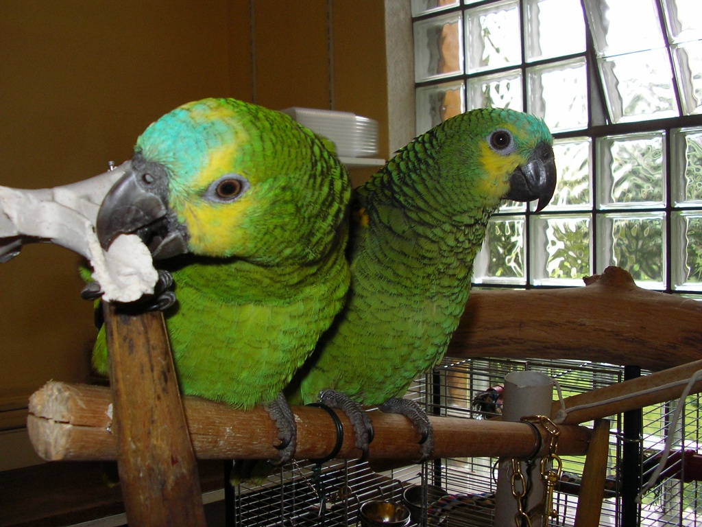 Blaustirnamazonen ( Amazona Aestiva ) - Zoohandlungen - Westerstede