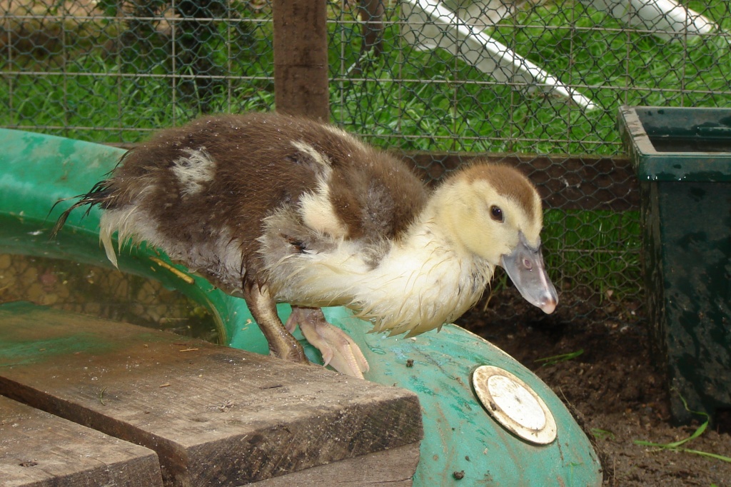 4 Warzenenten Küken (Flugenten) zu verkaufen! - Nutztiere - Babenhausen