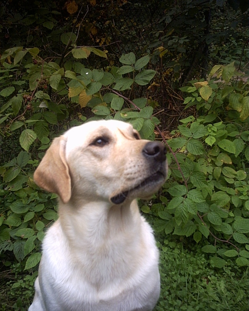 BLONDER, GESUNDER LABRADOR DECHRÜDE MIT DECKERFAHRUNG HAT NOCH TERMINE FREI! DEC - Hunde - berlin
