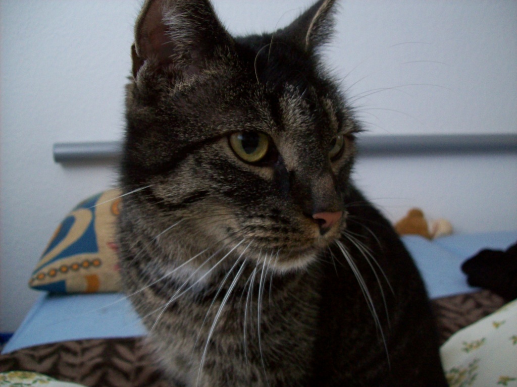 Katzen Kleinanzeigen Katzen Annoncen Katzen Inserate Katzen
