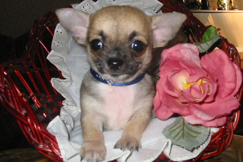 Supermini Chihuahua -Welpen in beige - Hunde - Kobern Gondorf