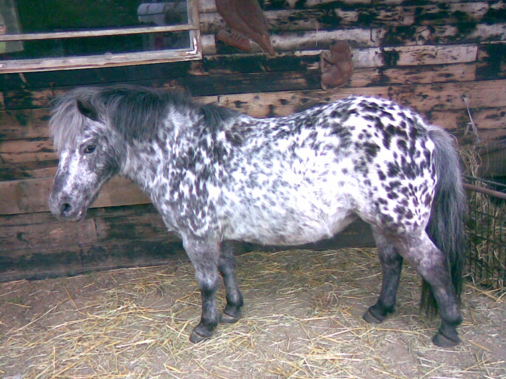 Reitbeteiligung für Shetlandpony in Hamburg-Lemsahl gesucht - Pferde - Hamburg