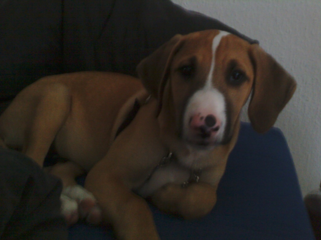 Tyson sucht dringend neues Zuhause - Hunde - Kastl