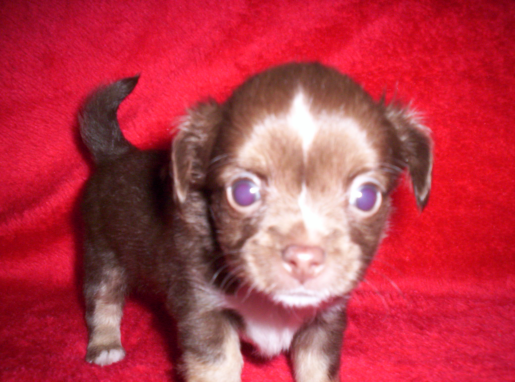 3 süße Chihuahuababys abzugeben - Hunde - Dessau Roßlau