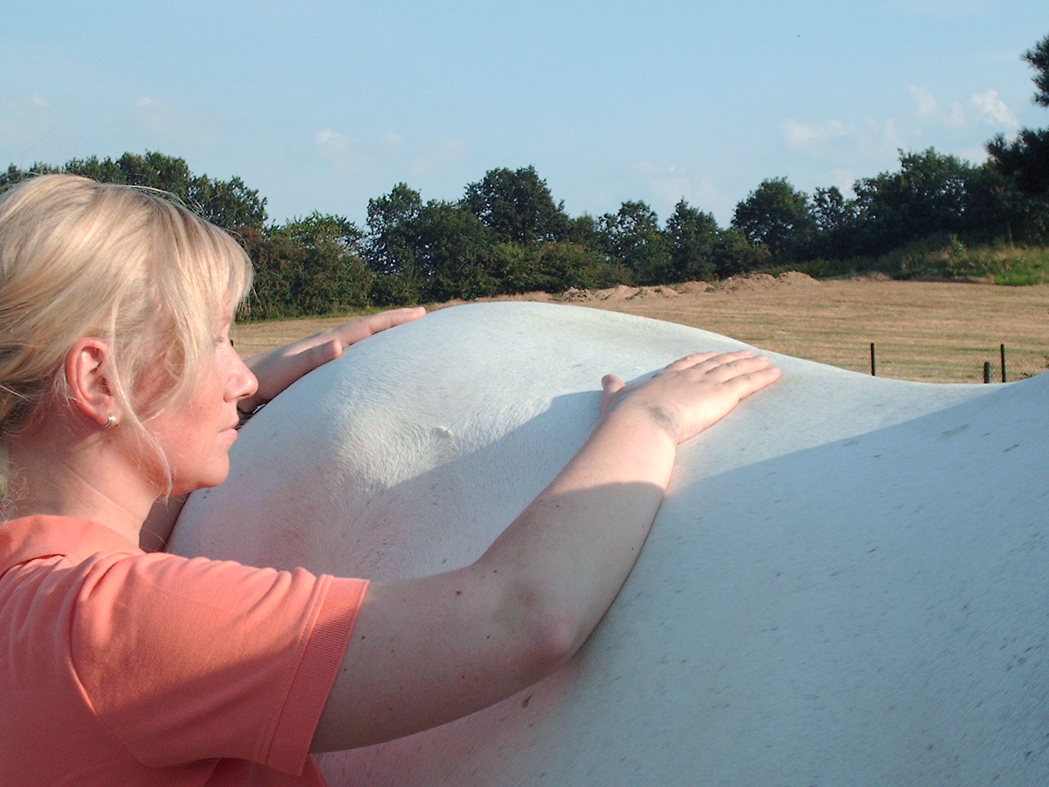 DIPO Pferdeosteopathie - Pferde - Hückelhoven