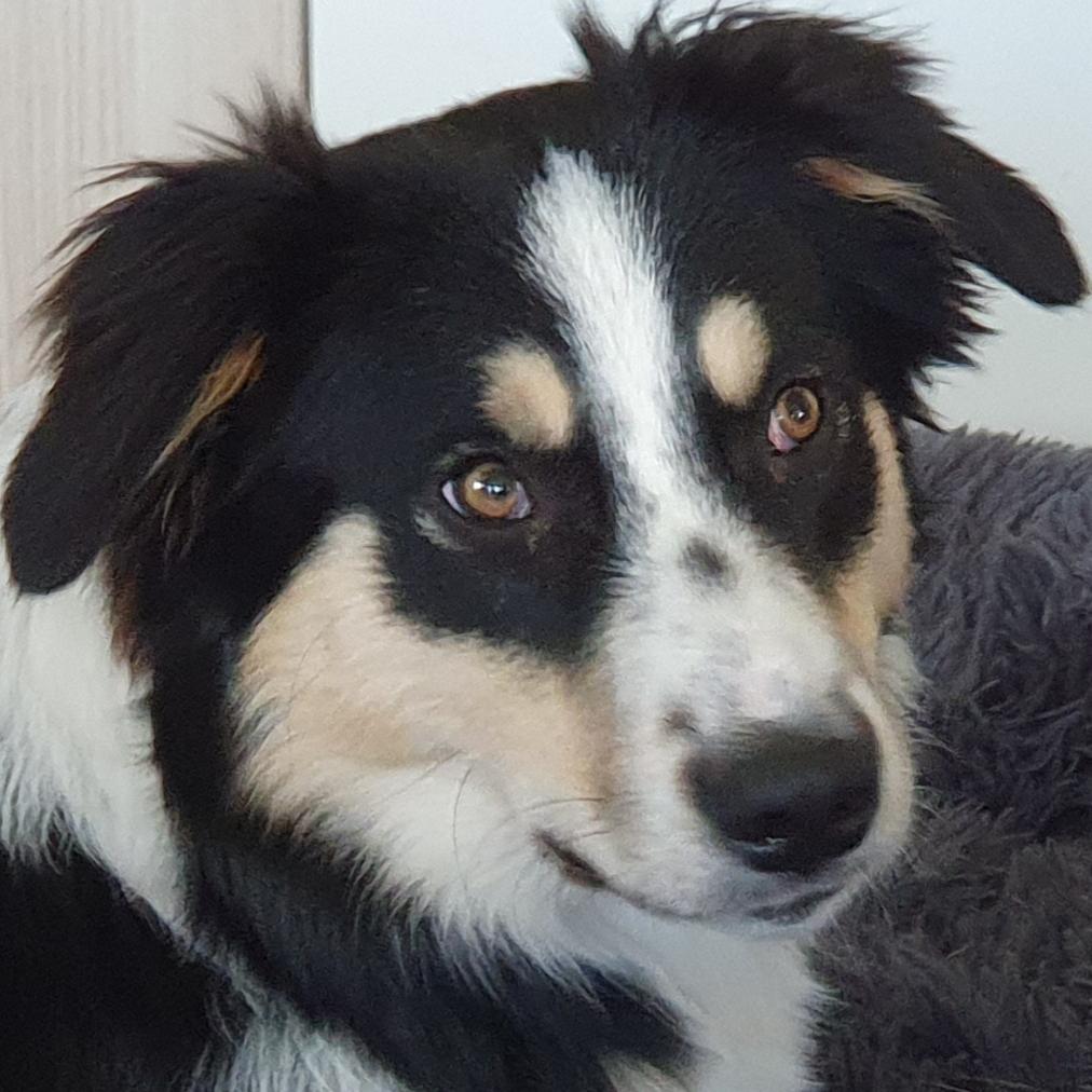 Minka - mit einem kleine Schönheitsfehler - Hunde - Krefeld