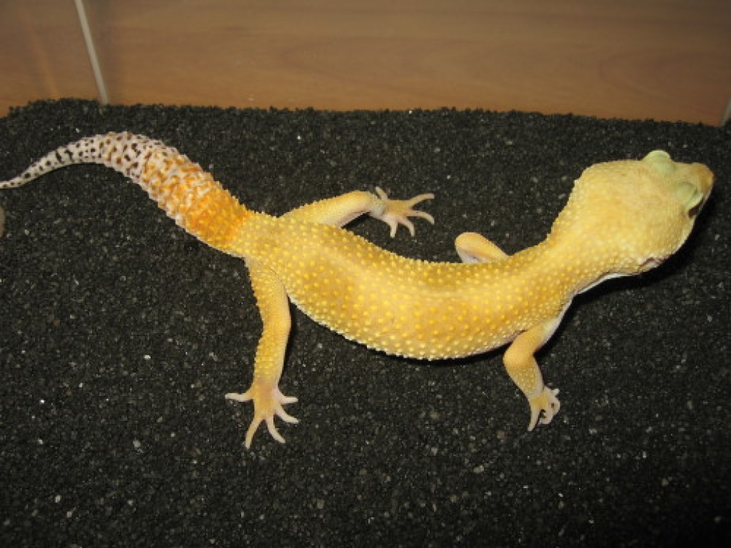 Leopardgeckos - Reptilien - Großenkneten