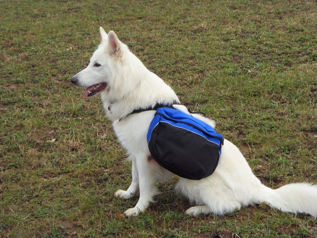 Hundewandern im Großraum Frankfurt - Hunde - Frankfurt