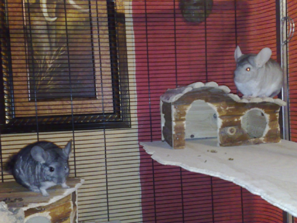2 Langschwanz-Chinchillas mit Käfig - Nagetiere - Stade