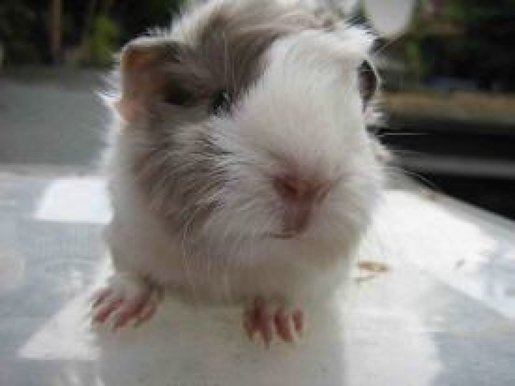 Peruaner Meerschweinchen aus Hobbyzucht - Nagetiere - Remagen