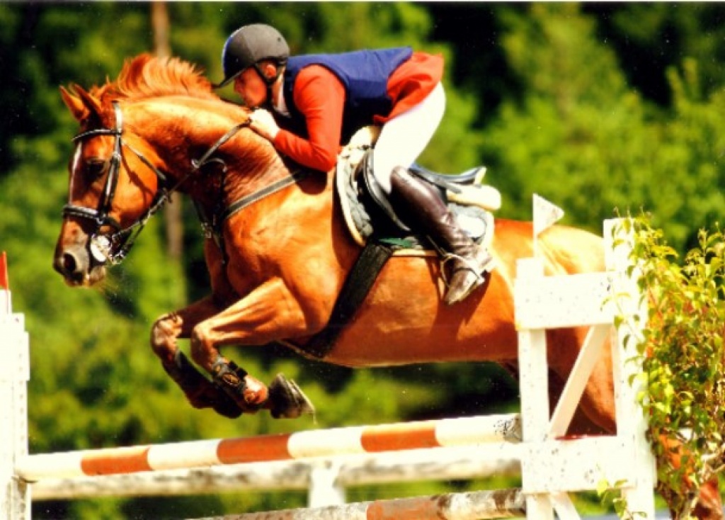 Suche Reitbeteiligung/Pflegepferd - Pferde - Biebertal