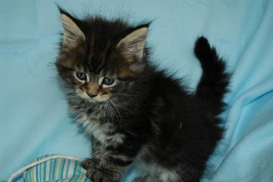 Maine-Coon-Babys - Katzen - Bad Zwesten