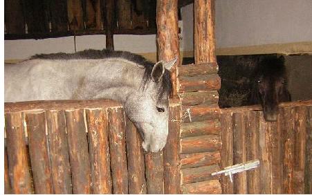 Ab 1.10 Pferdeboxen frei in Hamm Rhynern - Pferde - Hamm