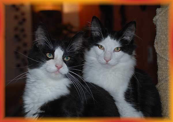 Norwegische Waldkatzen Babys - Katzen - Brand