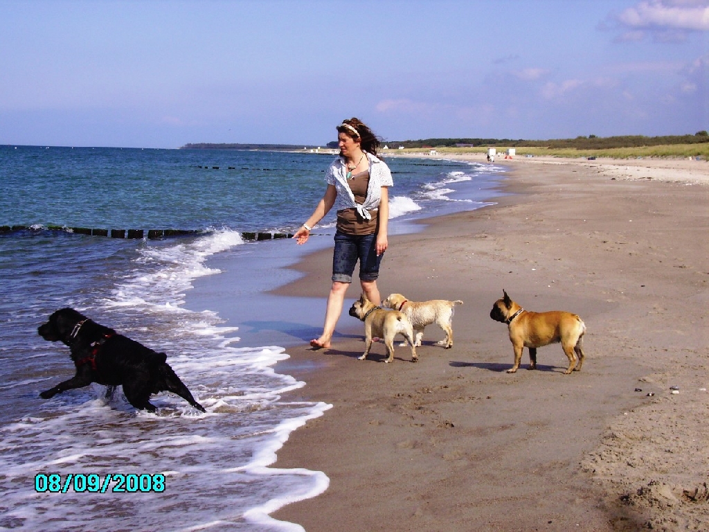 Hundepension in MV/Rostock/Güstrow/Laage. T.03845930965 - Hunde - Laage