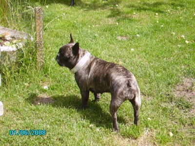 Französische Bulldoggen-Welpen in MV /Laage Tel.03845930965 - Insekten - Laage