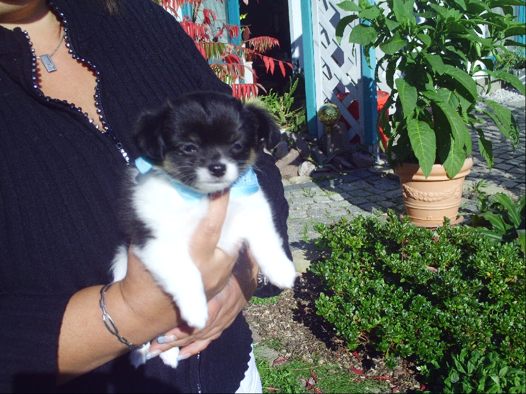 Chihuahuawelpen - Hunde - Burkhardtsdorf