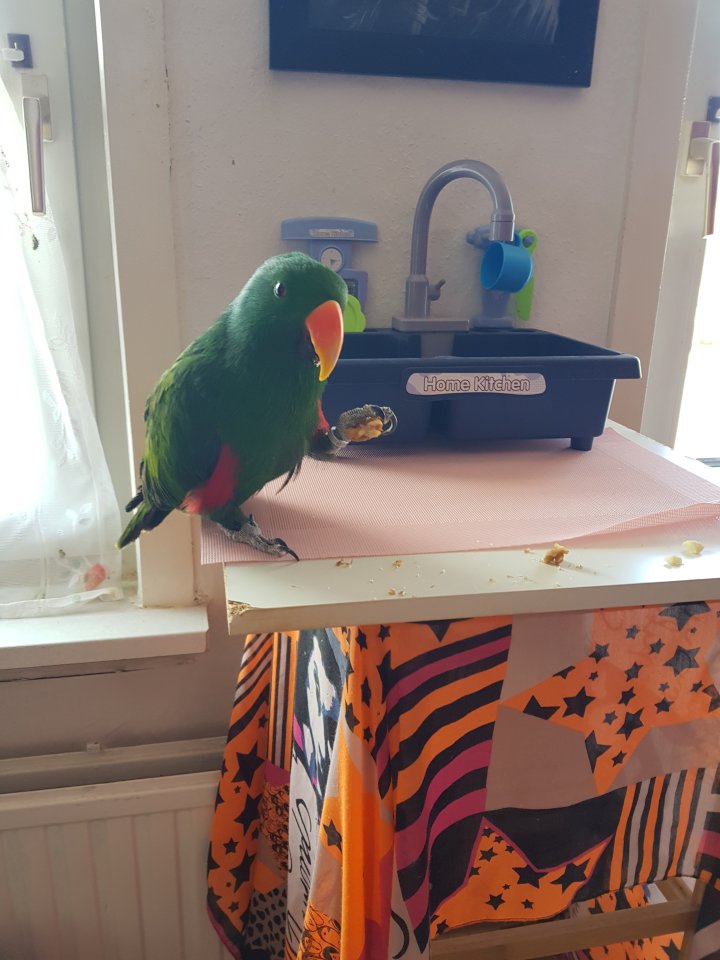 Neuguinea Edelpapagei - Sonstiges - Herbstein 