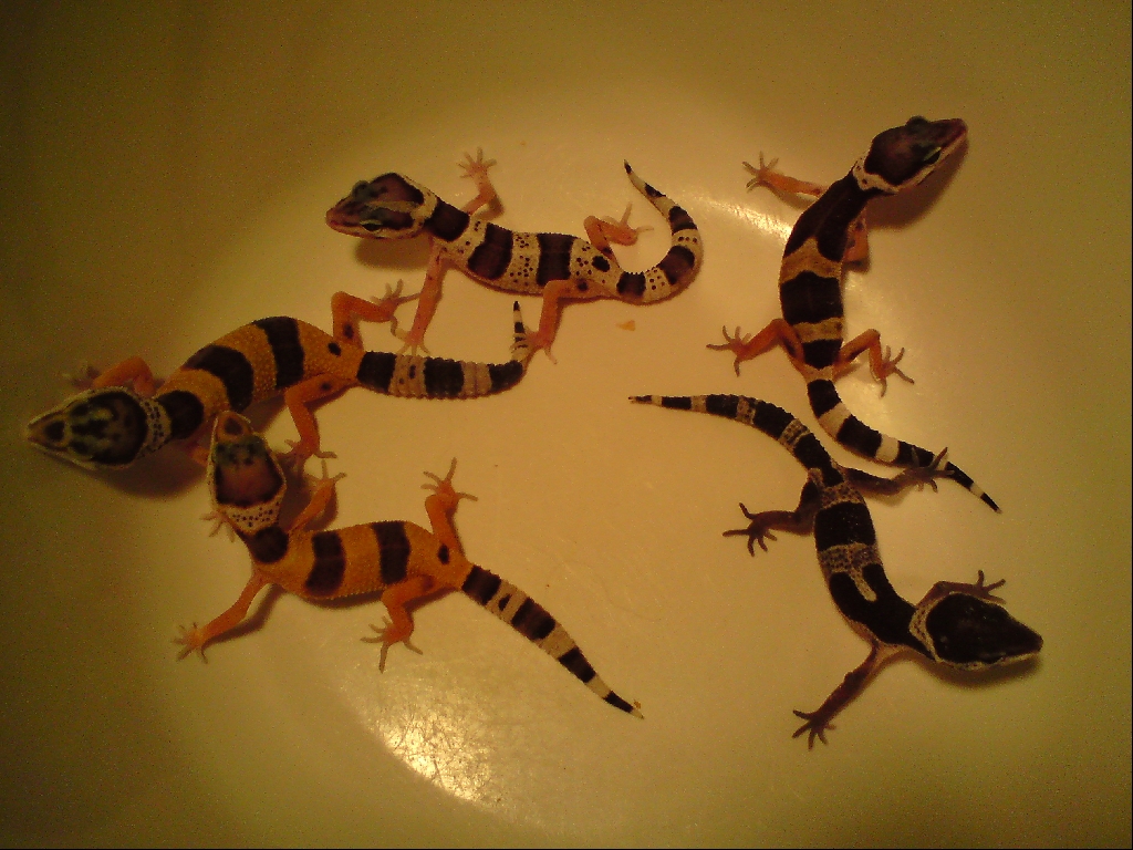 Leopardgeckos abzugeben - Reptilien - Braunschweig