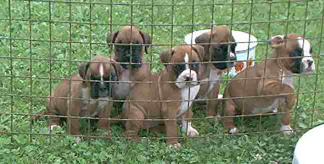 Boxerwelpen gelb und gestromt - Hunde - Winzer