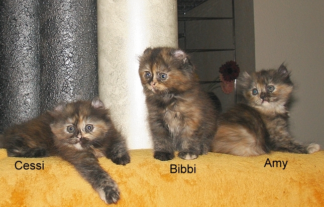 Zauberhafter Edelmix -American Curl/Perser - Katzen - Oberhausen