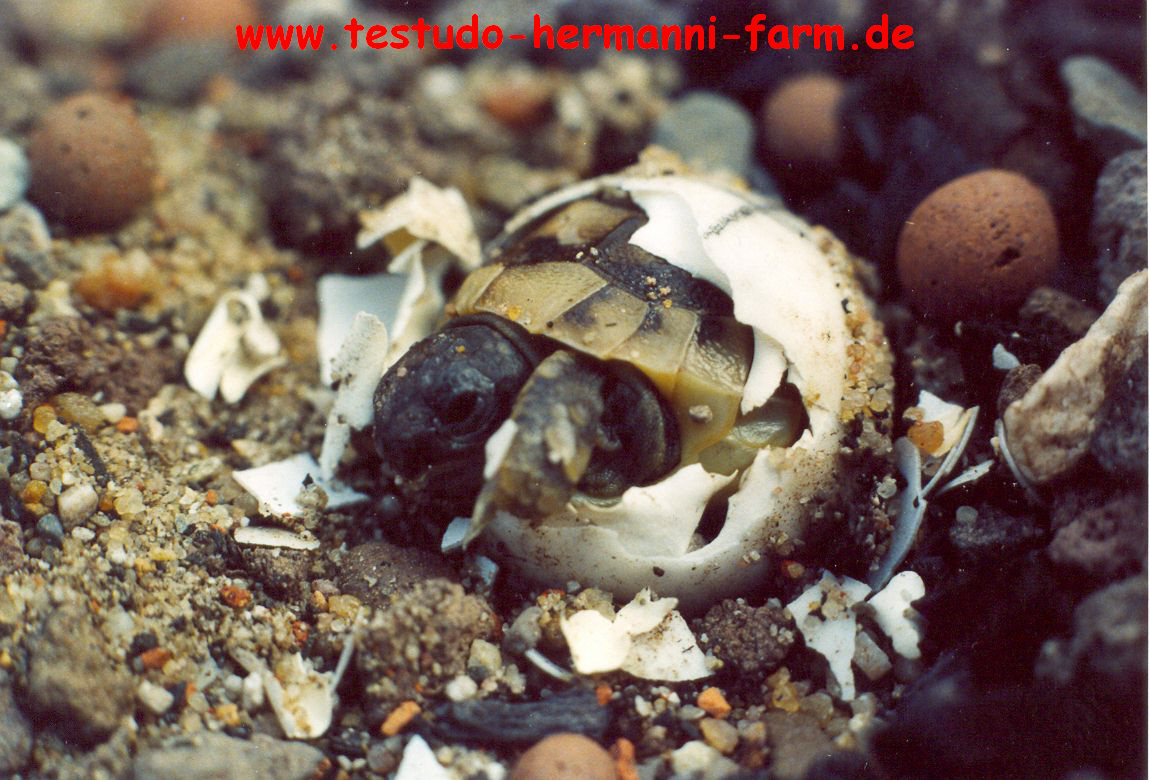 Landschildkröten aus Italien Testudo hermanni hermanni Nachzuchten - Reptilien - Kamen