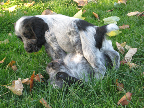 Ein- und mehrfarbige engl. Cocker-Spaniel Welpen - Hunde - Gieboldehausen