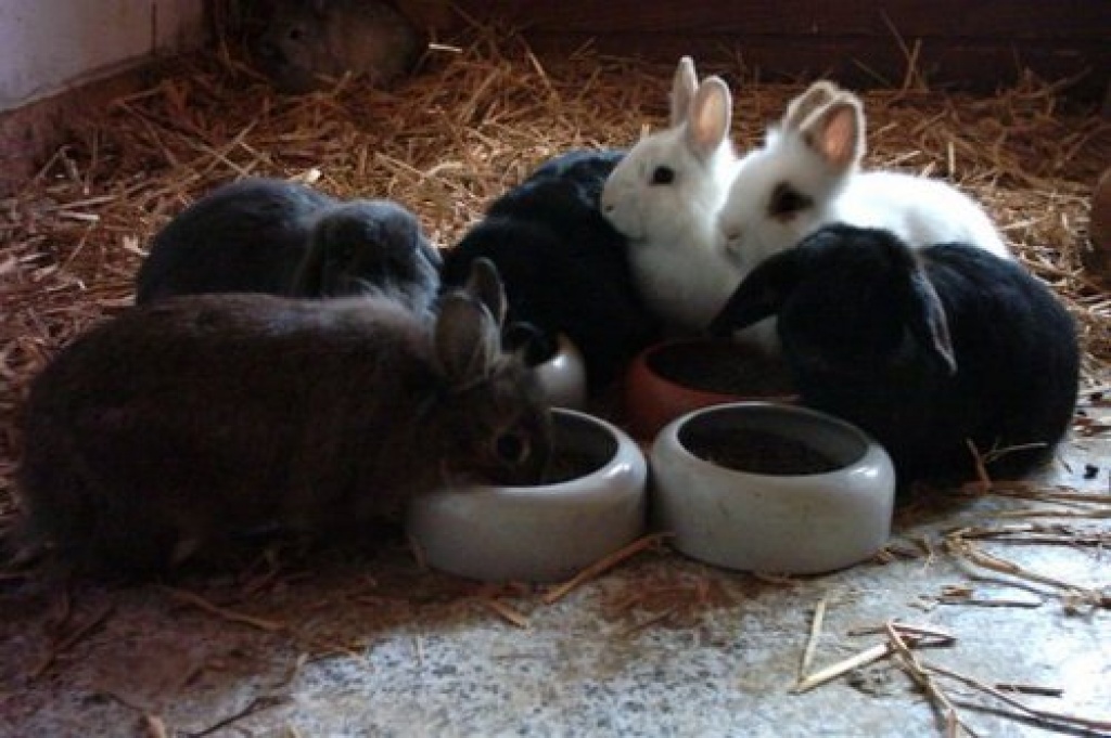 Zwergkaninchen wegen Zuchtaufgabe abzugeben! - Nagetiere - Brakel
