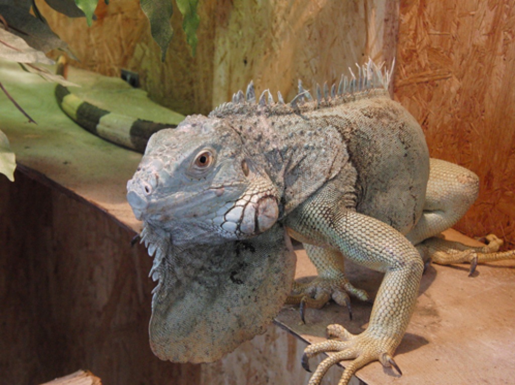 Leguanpärchen abzugeben, handzahm. - Reptilien - Erfurt