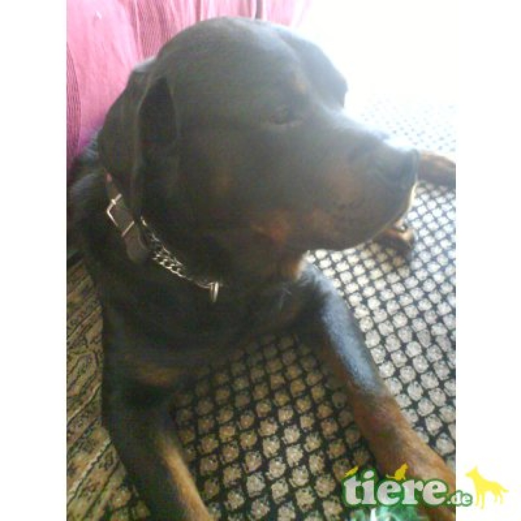 Rottweiler Sam - Hunde - Bovenden