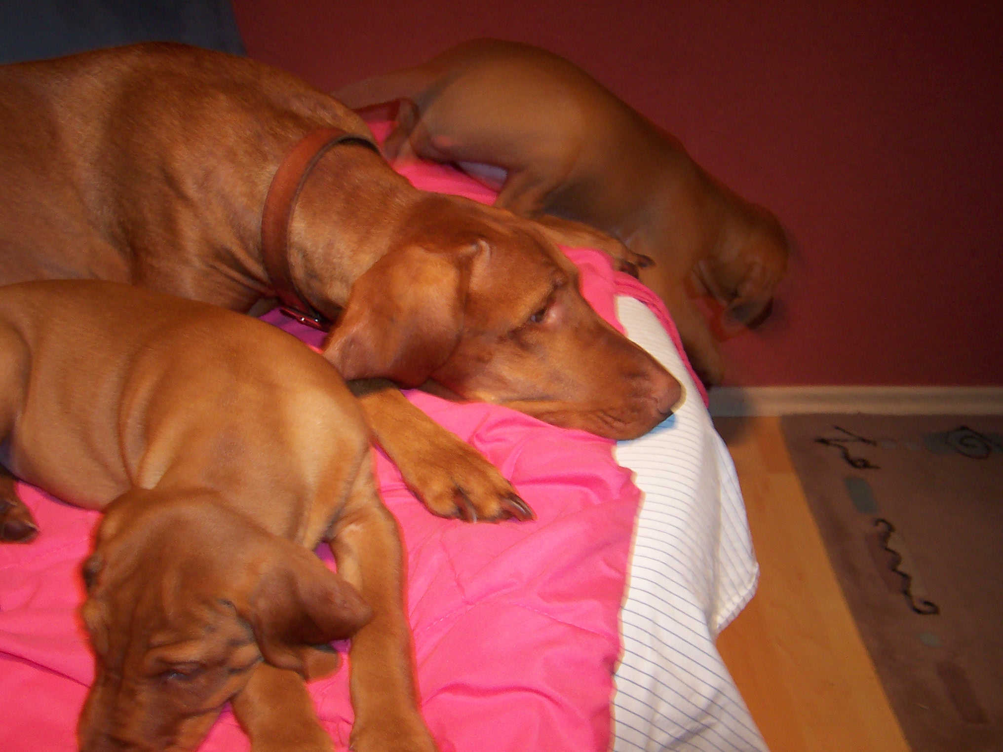 Magyar Vizsla Welpen - Hunde - Dankmarshausen