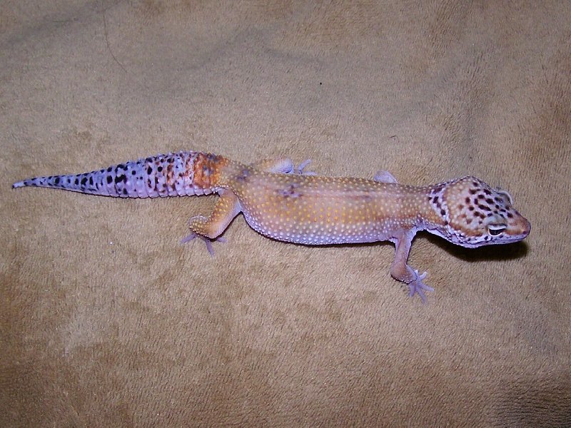 Leopardgeckos abzugeben - Reptilien - Straelen